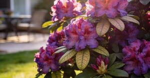 Kiedy nawozić rododendrony – kompleksowy poradnik dla obfitego kwitnienia