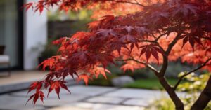 Klon palmowy – uprawa i pielęgnacja: jak uprawiać roślinę Acer palmatum
