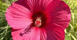 Hibiskus bagienny uprawa: praktyczny poradnik dla Twojego ogrodu