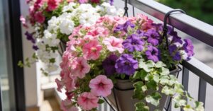 Kwiaty zwisające na balkon: jak dobrać rośliny do wiszących doniczek?