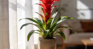 Guzmania pielęgnacja: jak podlewać tę egzotyczną roślinę w doniczce?