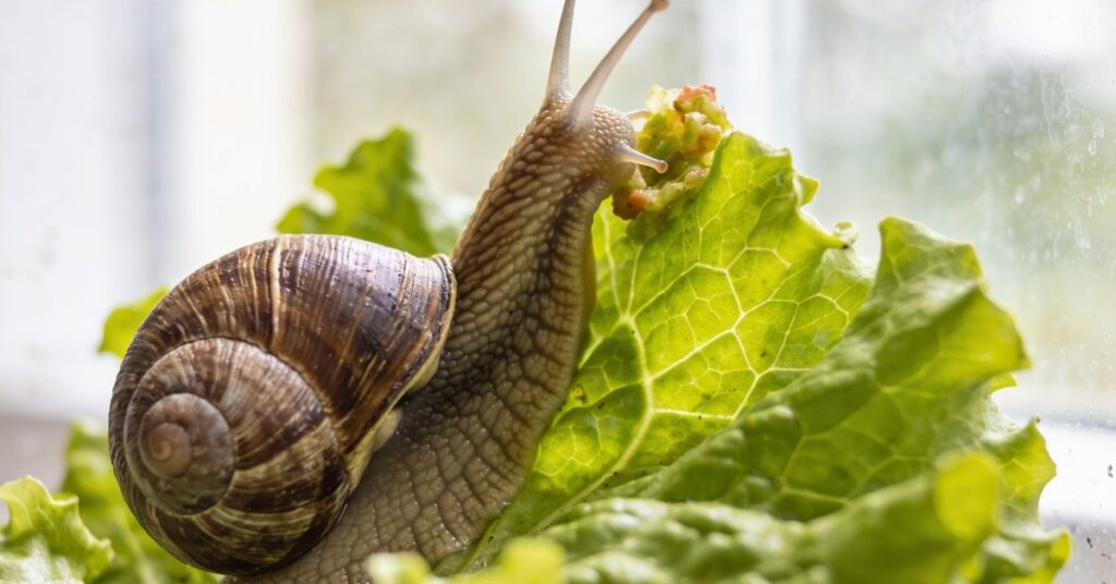 Co jedzą ślimaki winniczki w ogrodzie? Dieta, która buduje ich skorupę