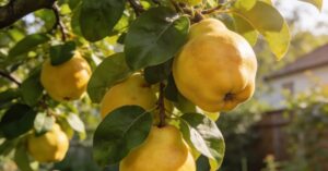 Dlaczego pigwowiec nie owocuje? Kompleksowe przyczyny i sprawdzone rozwiązania