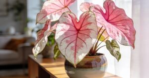 Caladium uprawa: poradnik krok po kroku, jak dbać o tę roślinę w domu