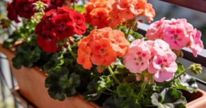 Pelargonia Calliope: odmiany idealne dla funkcjonalnego ogrodu